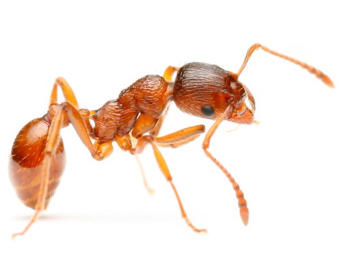 Fire Ant