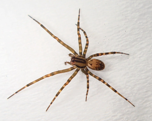 Spider Species - Aggressive House