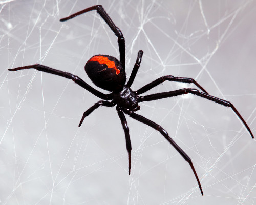 Spider Species - Black Widow