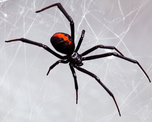 Spider Species, Humboldt County