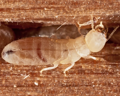 Termite Species - Drywood Termite