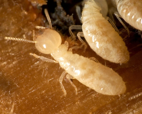 Termite Species - Subterranean Termites