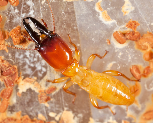 Termite Species - Dampwood Termite