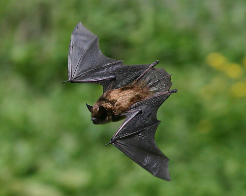 Wildlife Species - bats