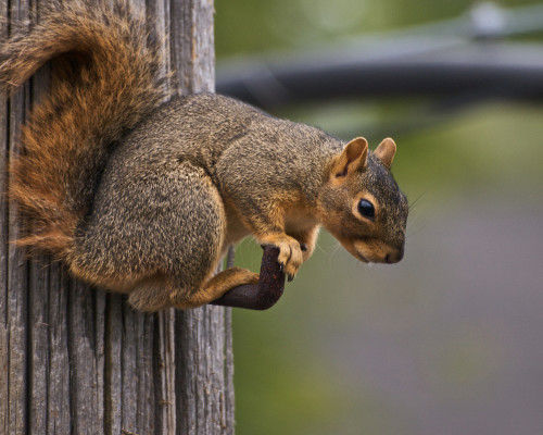 Wildlife Species - Squirrels