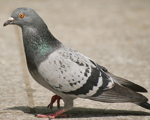 Wildlife Species - Birds
