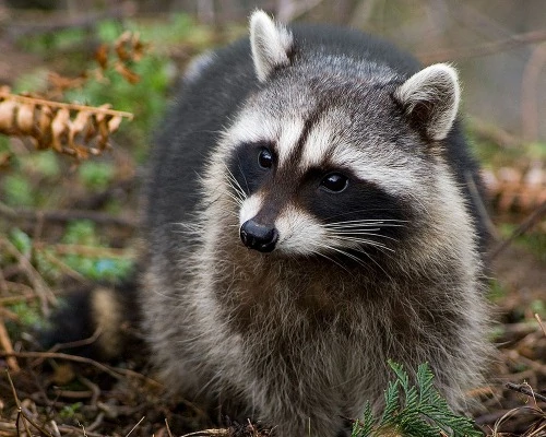 Wildlife Species - Raccoon