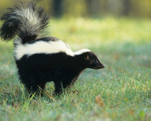 Wildlife Species - Skunks