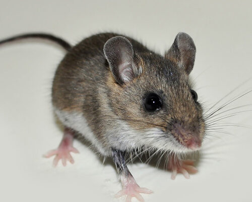 Rodent Species - Deer Mice