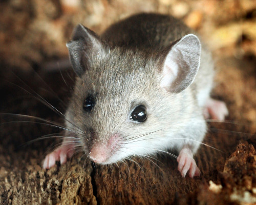 Rodent Species - House Mice