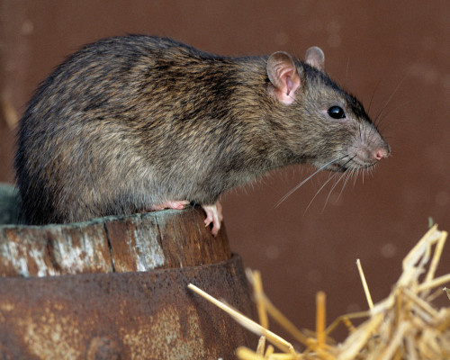 Rodent Species - Norway Rats