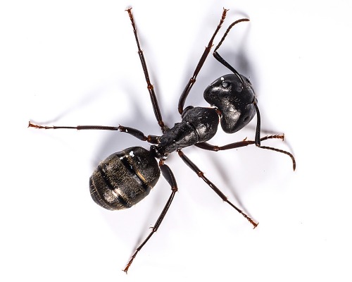 Carpenter Ant