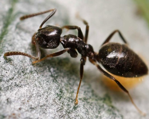 Odorous House Ant