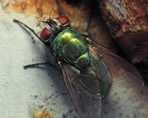 Fly Species - Blow and Bottle Flies