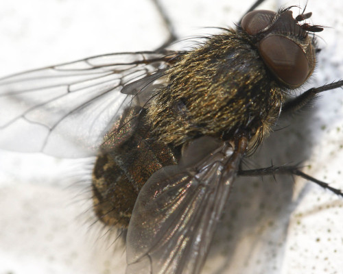 Fly Species - Cluster Fly