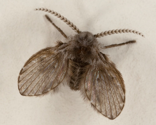 Fly Species - Drain Fly