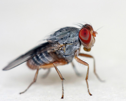 Fly Species - Fruit Fly