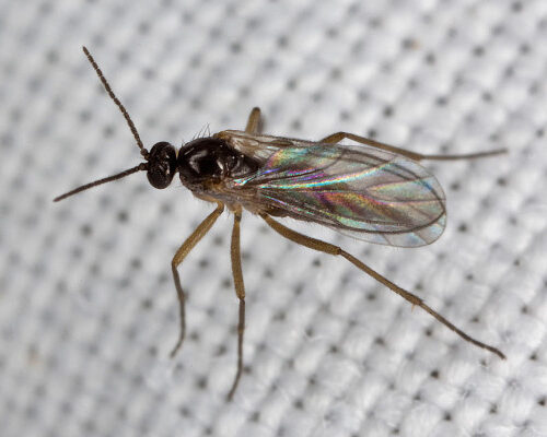 Fly Species - Fungus Gnats