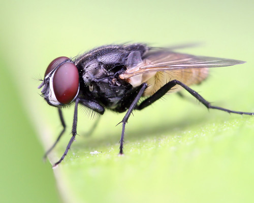 Fly Species - House Fly