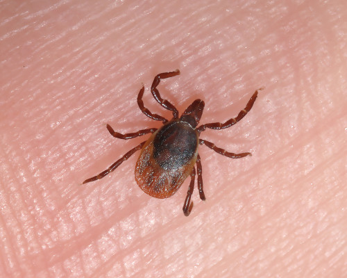 Blood Feeder Species Tick