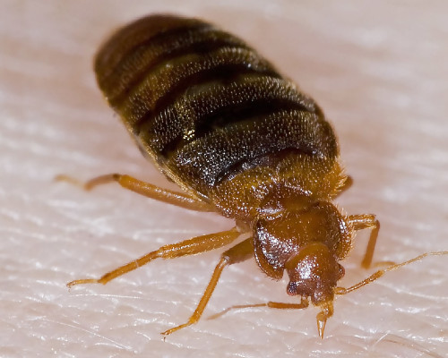 Bed Bug Species Humboldt