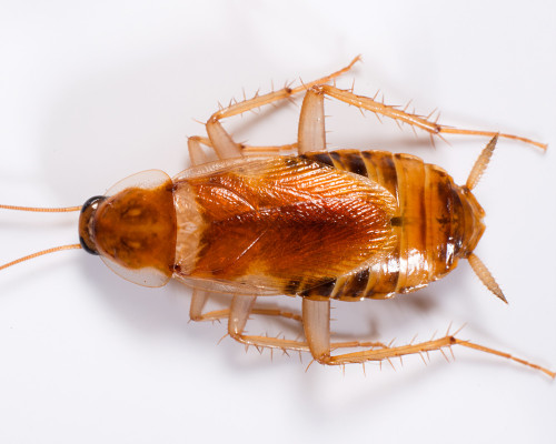 Brown Branded Cockroach