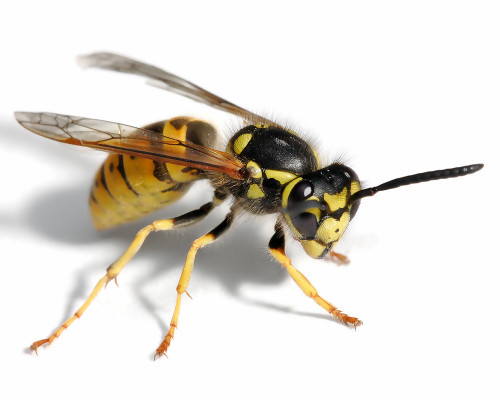 Social Wasp