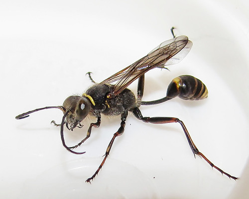 Solitary Wasp