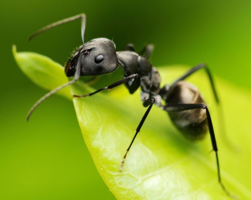 Little Black Ants