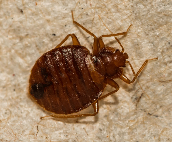 Bed Bug Treatment Humboldt County