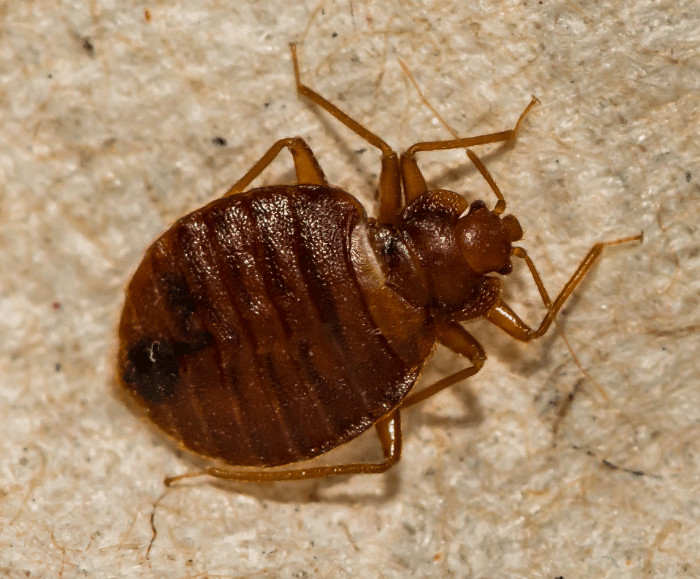 bed bug treatment