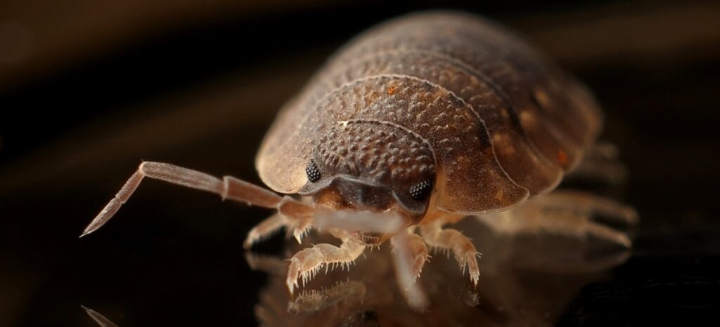 6 Interesting Facts About Bed Bugs