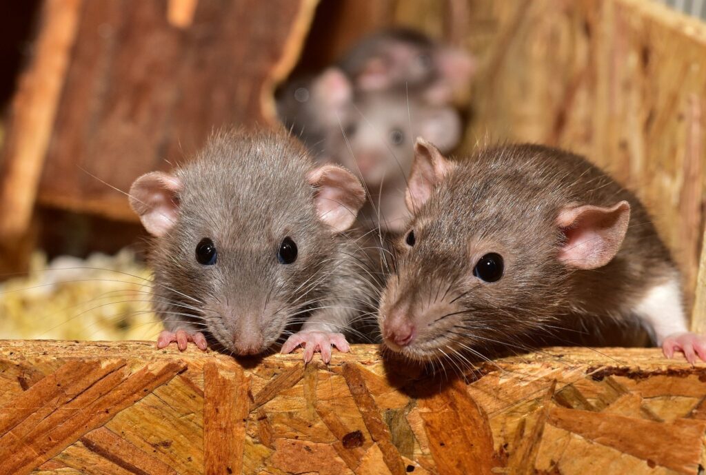 What diseases can rats and other rodents spread