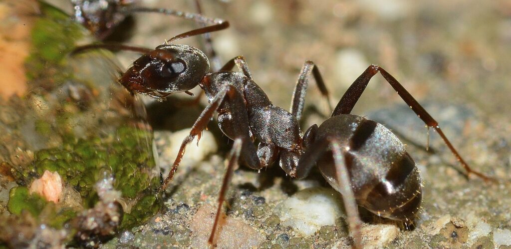 dangers ants pose on your home