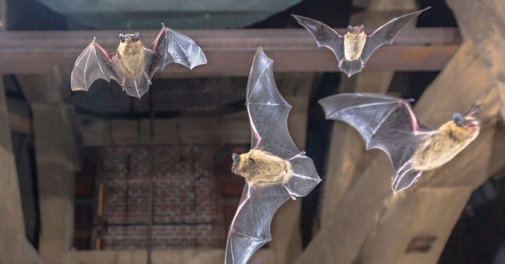 Bats in attic