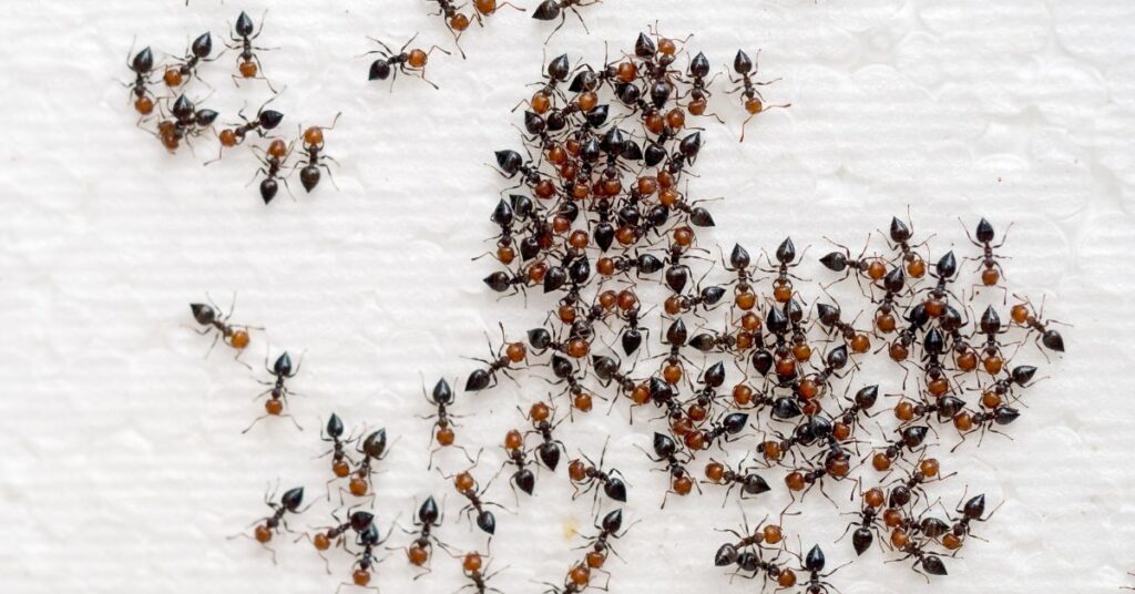 Signs of An Existing Ant Infestation