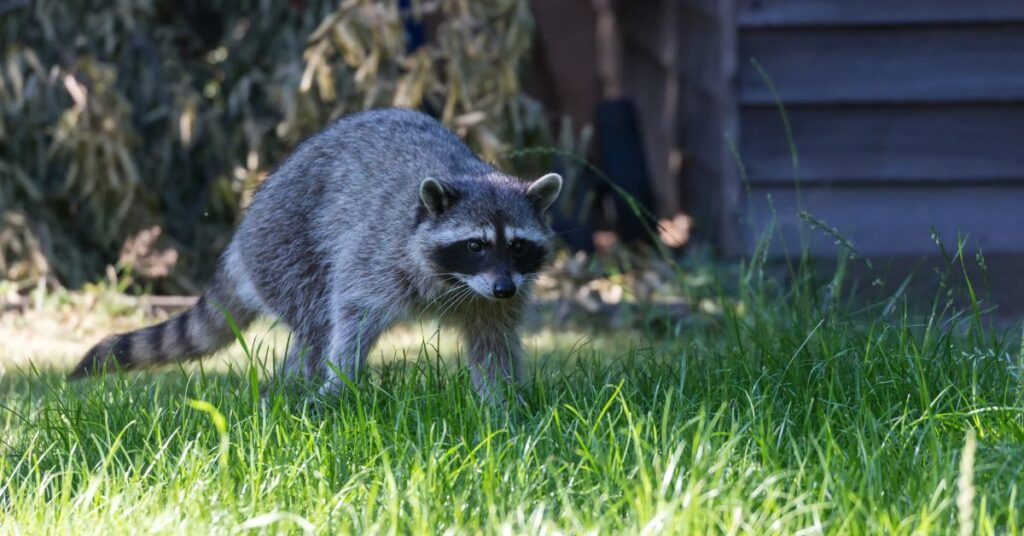 how to keep raccoons out of your garbage cans