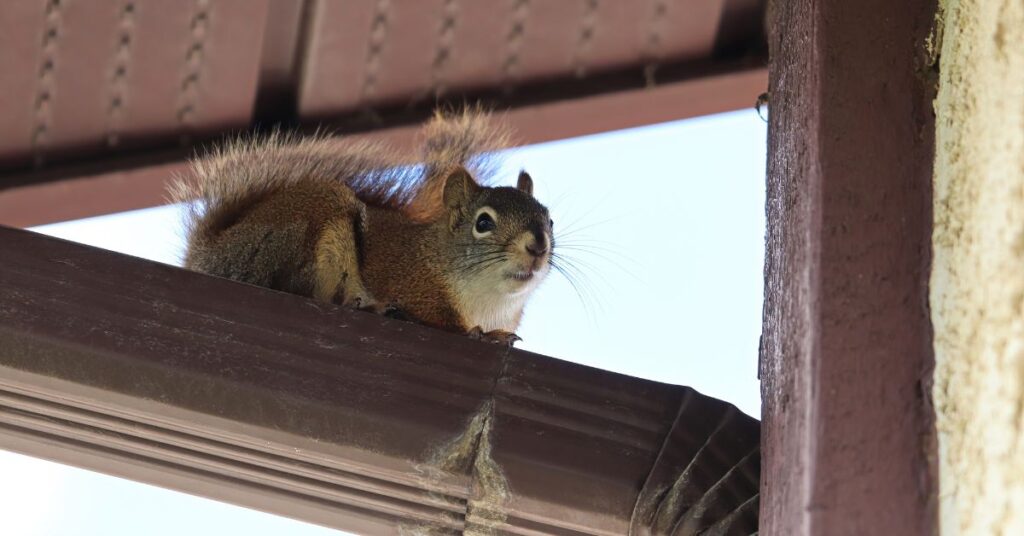 Identifying Signs of Squirrels In Your House