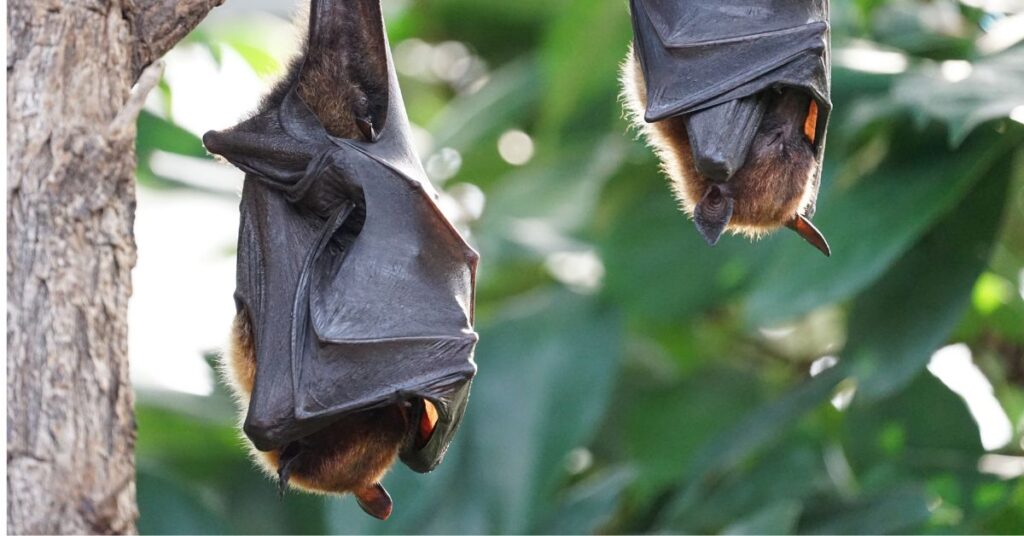 What Is Bat Guano and Is It Harmful To Humans and Pets?