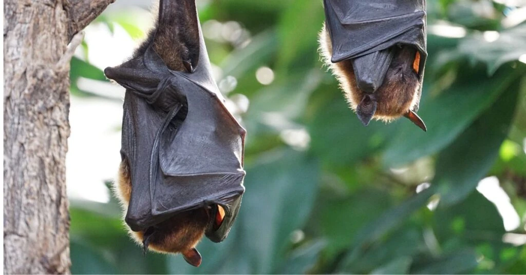 What Is Bat Guano and Is It Harmful To Humans and Pets?