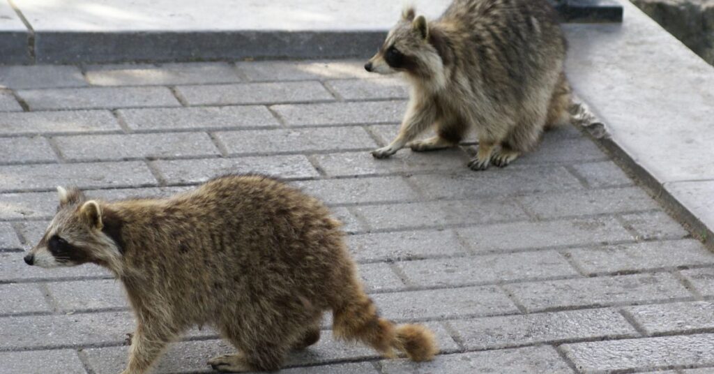 How Can A Raccoon Damage Your House?