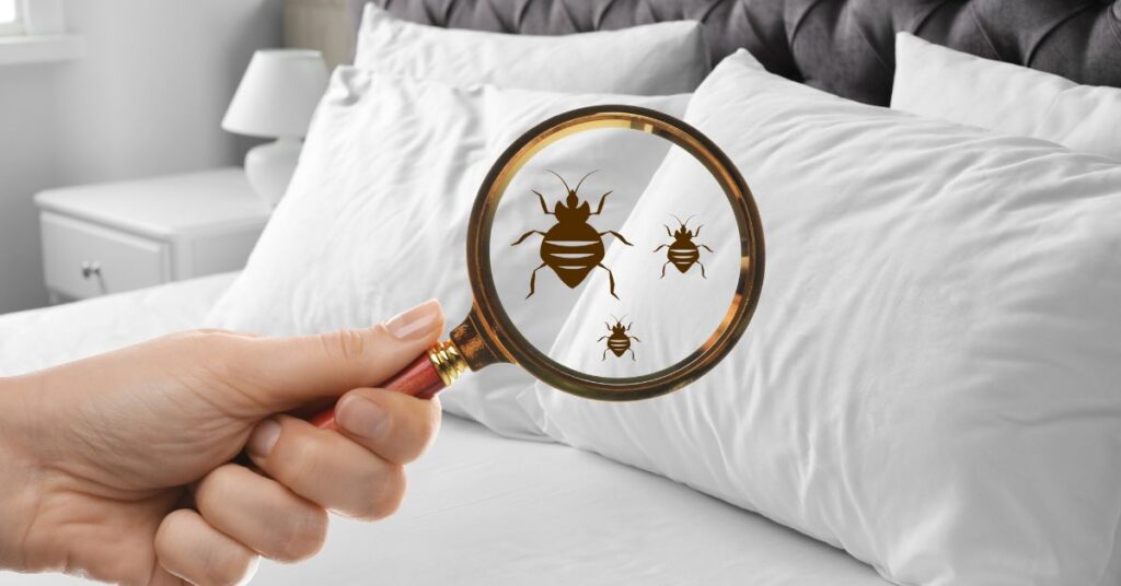 Simple Tips To Avoid Bed Bugs While Traveling